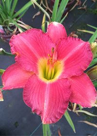 Hemerocallis 'Pretty in Pink'